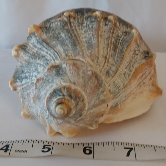 12๐ฐ๐ป.๐๐ต๐จ.๐๐ญ๐ข.๐๐ฆ๐บ๐ด ๐๐ฐ๐ถ๐ฏ๐ฅ ๐๐ฉ๐ฆ๐ญ๐ฌ ๐๐ฐ๐ฏ๐ค๐ฉ ๐๐ฉ๐ฆ๐ญ๐ญ - Picture 5 of 9